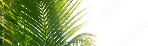 Palm tropical plants leaf. Nature green long horizontal background.