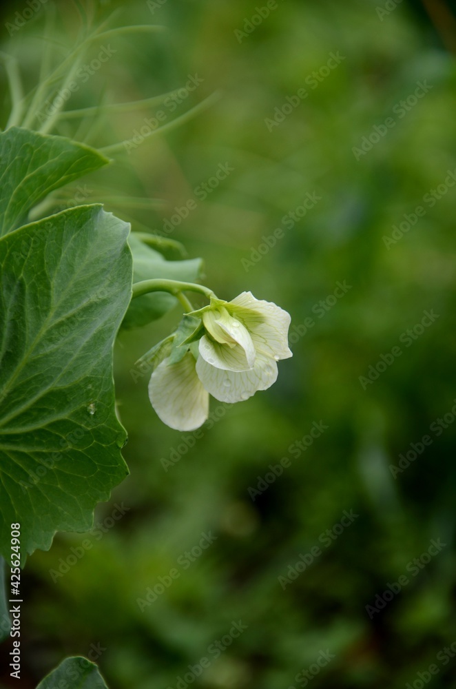 Obraz premium White pea bloom, pea plant growing in the garden, beautiful wild flowers. farming organic products
