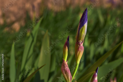 Close-up of the bud of a lily with blue and yellow petals