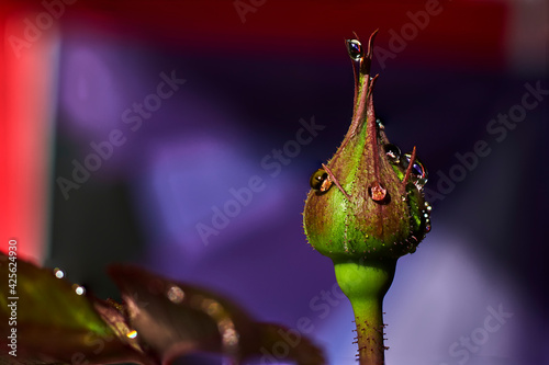 Close-up of the bud of a rose, with drops of water
