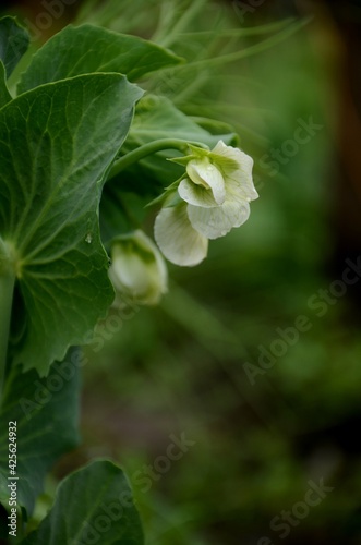 White pea bloom, pea plant growing in the garden, beautiful wild flowers.  farming organic products
