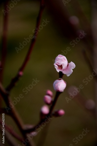 Peach blossom, close-up of pink flowers on a branch of peach tree growing in the garden on sunny day