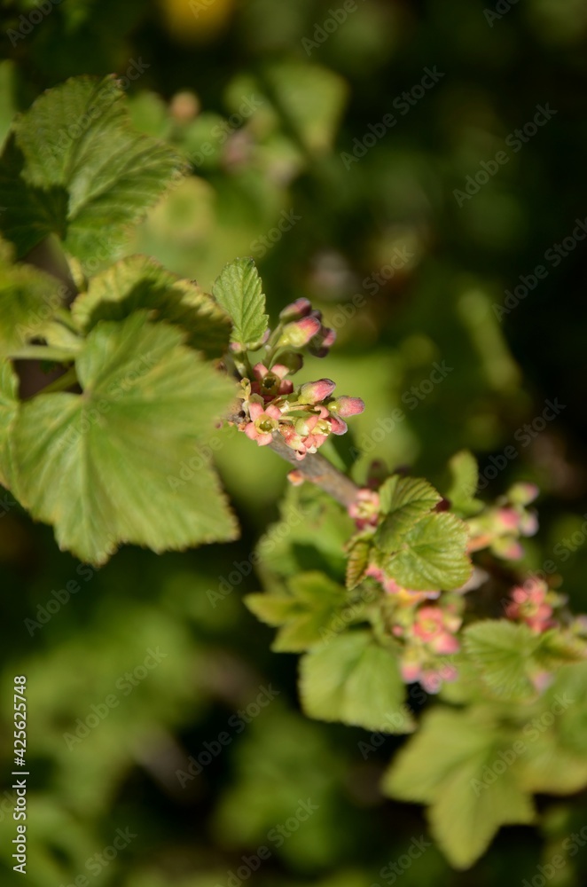 currant bloom and young leaves on a branch of a currant bush growing in the garden currant bloom and young leaves on a branch of a currant bush growing in the garden