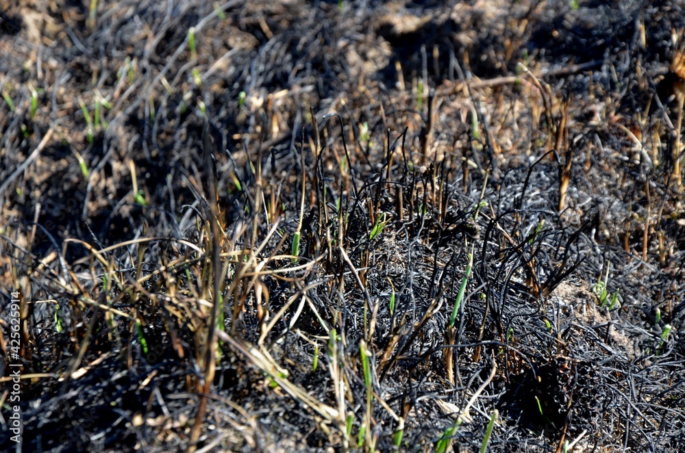 burned dry grass on the field. ash and black grass after burning grass in the meadow burned dry grass on the field. ash and black grass after burning grass in the meadow