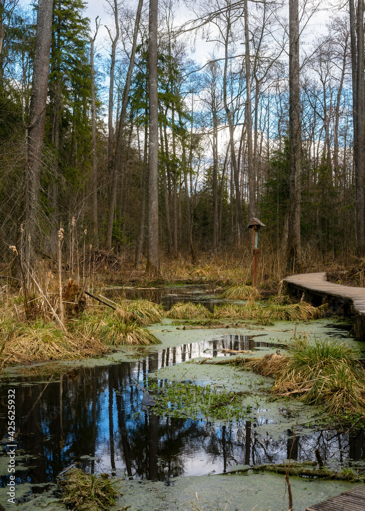 Wooden bridges across the swamp in the forest of Belovezhskaya Pushcha. Springtime alder bog forest with standing water, Bialowieza Forest, Poland, Europe Wooden bridges across the swamp in the forest of Belovezhskaya Pushcha. Springtime alder bog forest with standing water, Bialowieza Forest, Poland, Europe