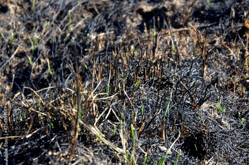 burned dry grass on the field. ash and black grass after burning grass in the meadow
