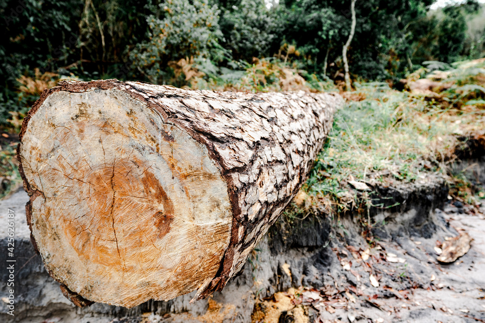 A log in the forest,Piled pine tree logs in forest,Wood logs, timber logging. A log in the forest,Piled pine tree logs in forest,Wood logs, timber logging.
