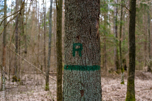 The label on the tree in the spring forest. Route label on tree