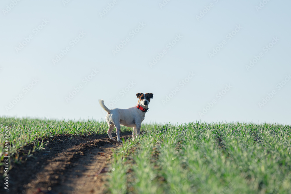 Obraz premium Jack Russell Terrier dog in green wheat field in a morning