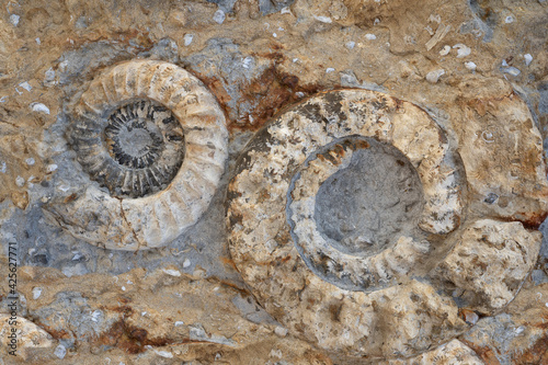Nahaufnahme von zwei versteinerten Ammoniten - ausgestorbene Tiere der Erdgeschichte