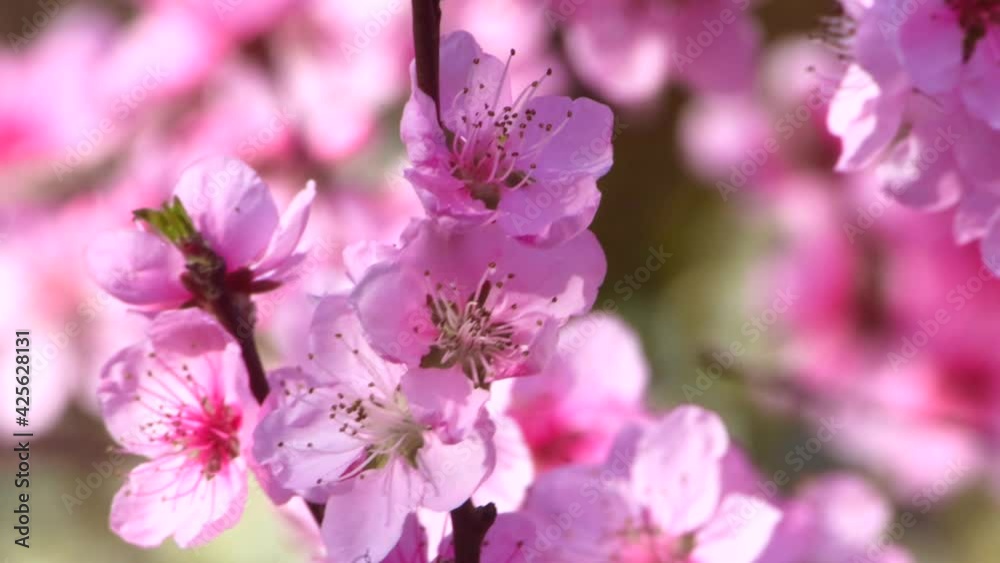 Beautiful Pink Peach Blossoms in a Garden Beautiful Pink Peach Blossoms in a Garden