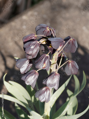 (Fritillaria persica) Persische Fritillarie. Grünlichen bis dunkel violett-braunen glockenförmigen Blüten photo