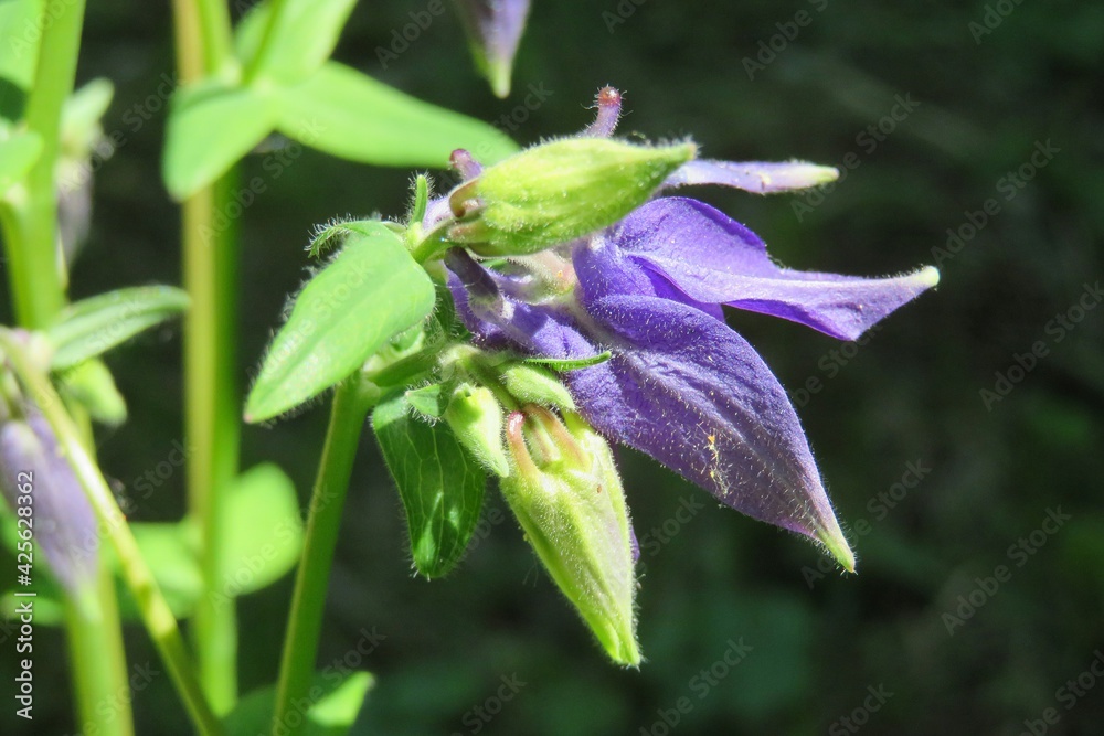 Purple aquilegia flower in the garden, closeup Purple aquilegia flower in the garden, closeup