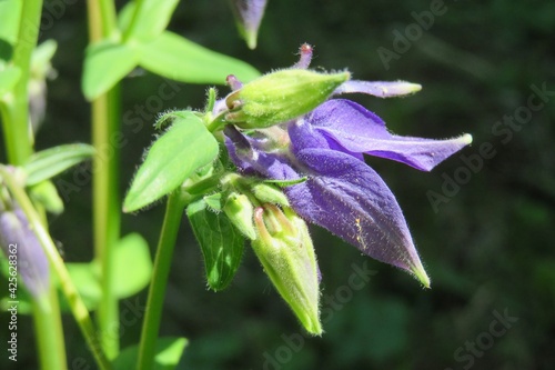 Blue aquilegia flower in the garden, closeup