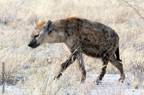View of a black spotted hyena