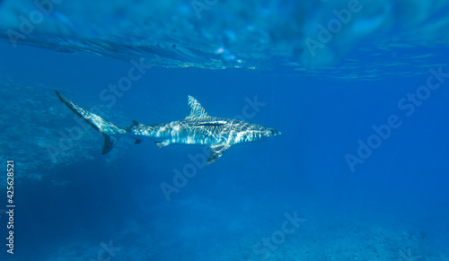 A view of shark in the sea © mauriziobiso