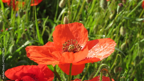 red poppy flower