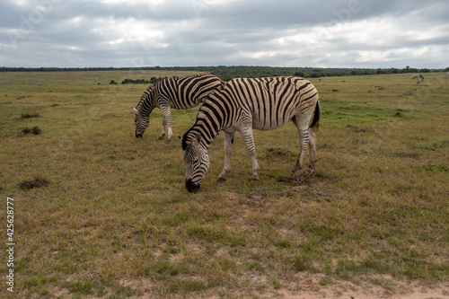 Burchell's Zebra in the Addo Elephant National Park, Port Elizabeth Region, South Africa