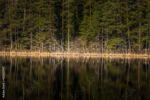 A beautiful reflections of a spring trees on the forest lake water surface. Spring scenery of woodlands in Northern Europe. Forest lake with trees.