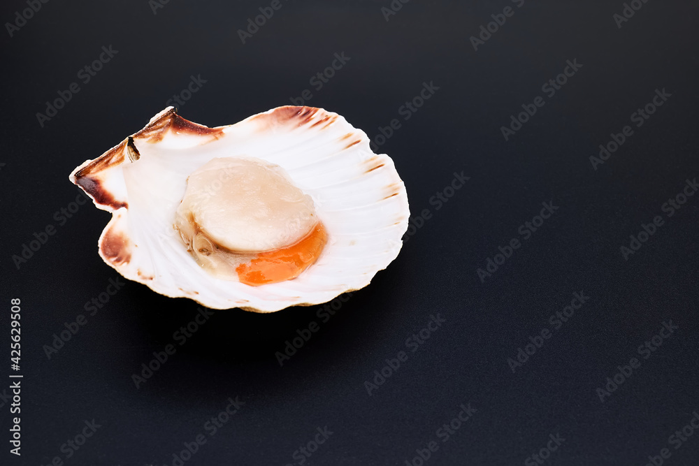 Raw scallop in shell on black background. Mediterranean seafood. Fresh Shellfish. Aequipecten opercularis. Pecten Jacobaeus Raw scallop in shell on black background. Mediterranean seafood. Fresh Shellfish. Aequipecten opercularis. Pecten Jacobaeus