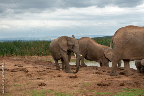Elephants at water source  Addo Elephant National Park  Port Elizabeth Region  South Africa