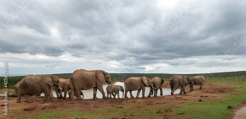 Elephants at water source, Addo Elephant National Park, Port Elizabeth Region, South Africa