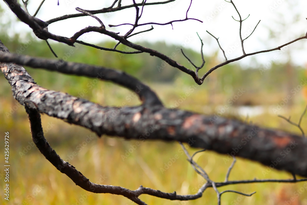 A branch of a pine tree, burnt after a forest fire. A branch of a pine tree, burnt after a forest fire.