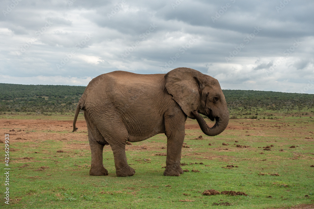 Obraz premium Elephant at the Addo Elephant National Park, Port Elizabeth Region, South Africa