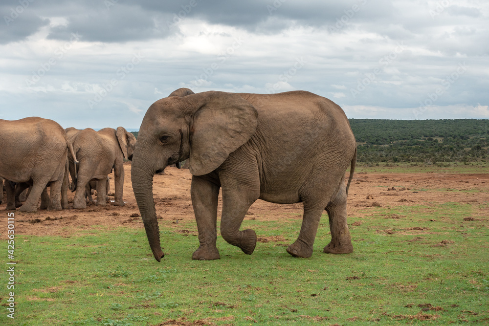 Fototapeta premium Elephants at the Addo Elephant National Park, Port Elizabeth Region, South Africa