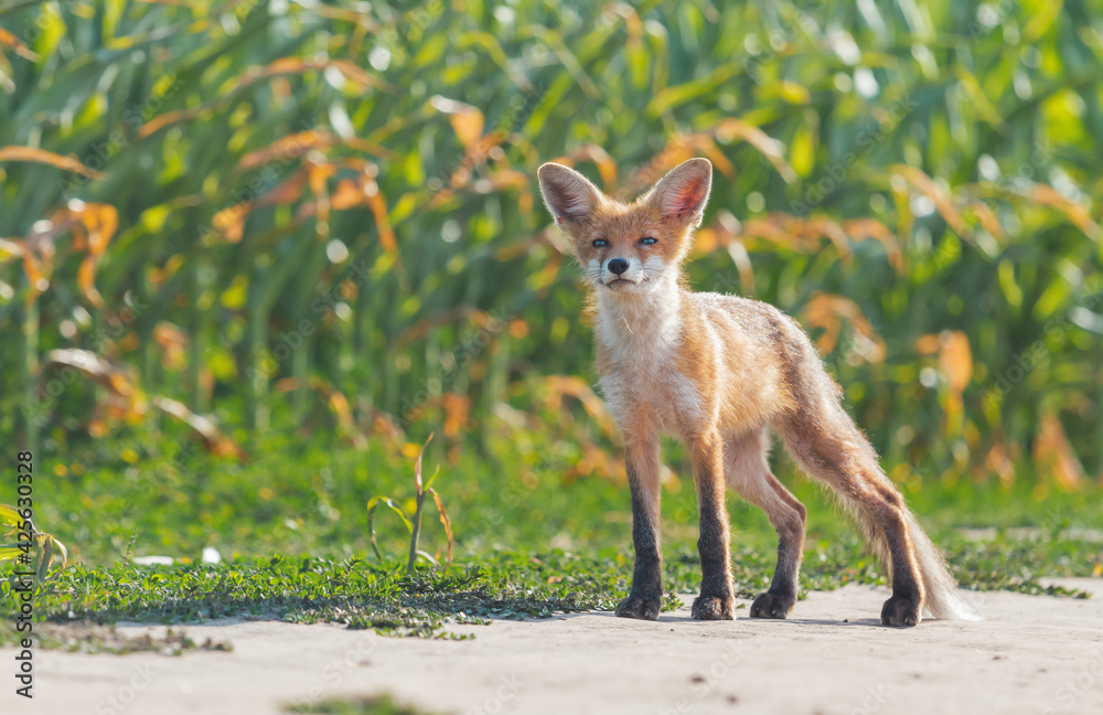 fox stands and sniffs the wind fox stands and sniffs the wind