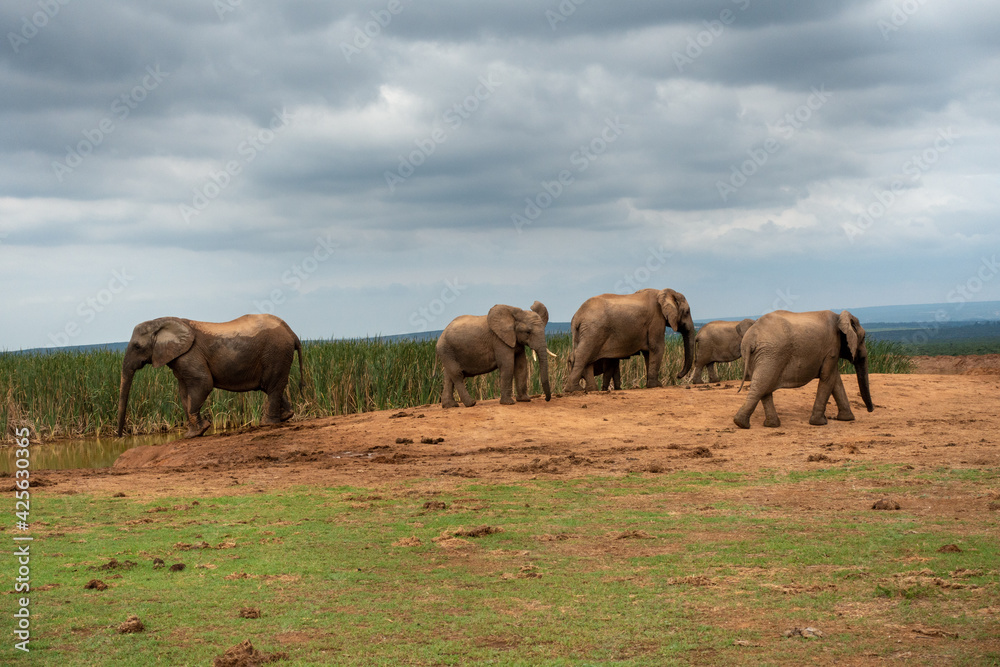 Elephants at the Addo Elephant National Park, Port Elizabeth Region, South Africa