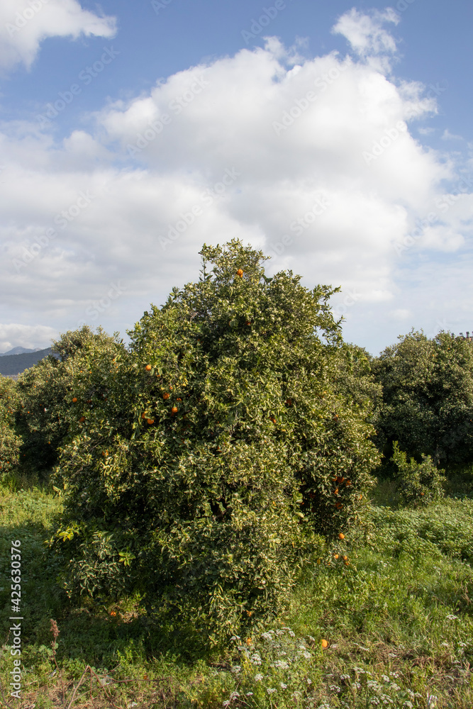 orange trees under a cloudy sky and green grass in portrait mode orange trees under a cloudy sky and green grass in portrait mode