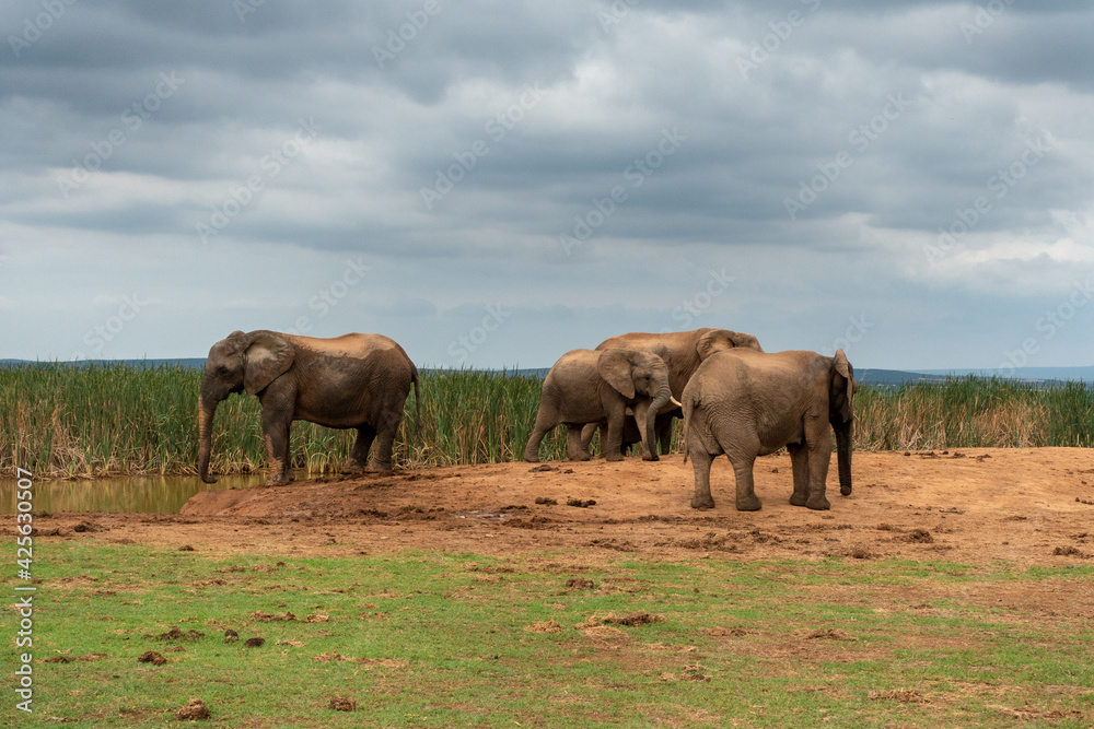 Elephants at the Addo Elephant National Park, Port Elizabeth Region, South Africa