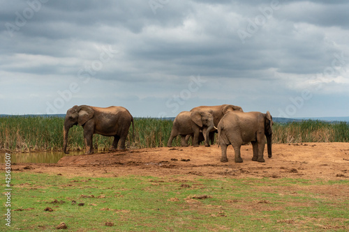 Elephants at the Addo Elephant National Park  Port Elizabeth Region  South Africa
