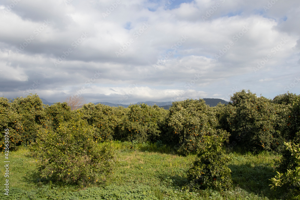 orange trees under a cloudy sky and green grass and mountains lying behind orange trees under a cloudy sky and green grass and mountains lying behind