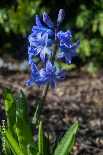 Hyazinthe, Spargelgewächs, Liliengewächs, Blüte, Blume, Blüten, blau, violett, Pflanze, Trompete, traubig, Blütenstand, traubiger Blütenstand, Zierpflanze, Orient, Stiel, Blatt, Blütenblatt, Griffel,  photo