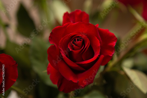 rosa rossa segno d amore