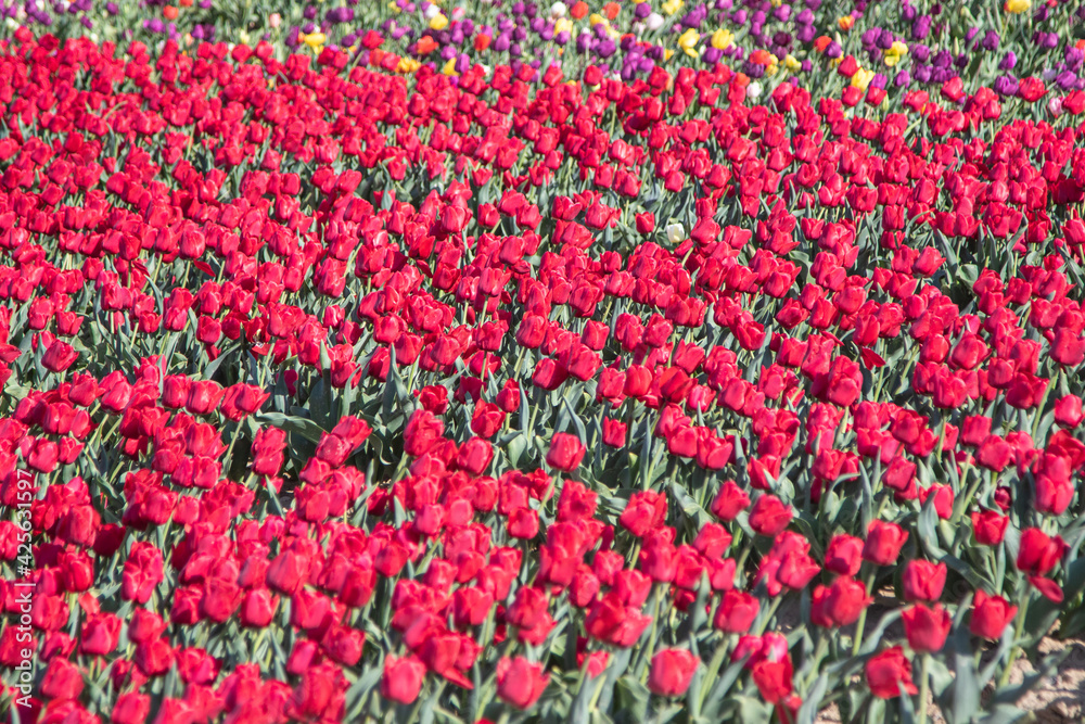 Tulipes rouges.