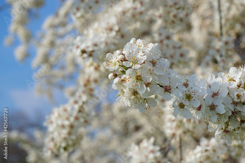 White blossoms of a blackthorn plant in the spring