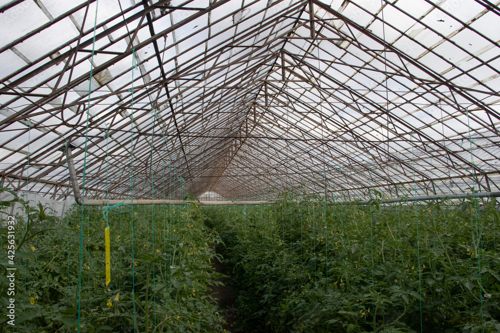 organic tomato glass greenhouse, green leaves with stove pipes organic tomato glass greenhouse, green leaves with stove pipes