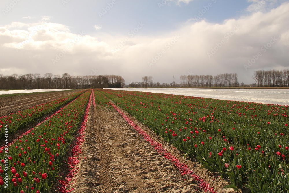 a red tulip field with cut flowers in the dutch countryside in springtime and some tulips under plastic in spring