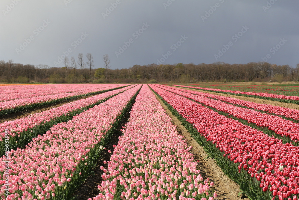 a bulb field with pink tulips in the dutch countryside in zeeland at a stormy day in spring with a grey sky