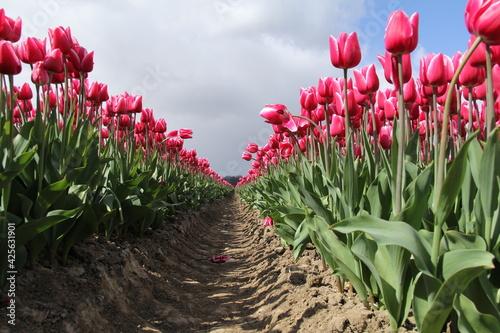 low angle view at two rows of beautiful red tulips in the countryside in holland in spring