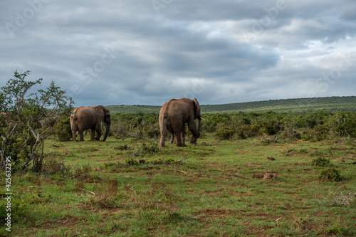 Elephants walking in grass landscape, Addo Elephant National Park, Port Elizabeth Region, South Africa