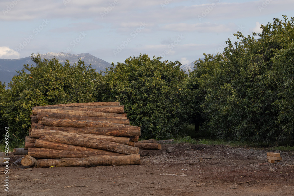 logs cut and green trees, mountains and sky behind logs cut and green trees, mountains and sky behind