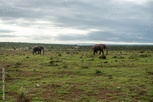 Elephants walking in grass landscape, Addo Elephant National Park, Port Elizabeth Region, South Africa © Michel