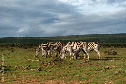 Burchell s Zebra in the Addo Elephant National Park  Port Elizabeth Region  South Africa