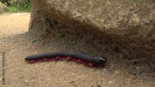 A centipede makes its way over ground along a granite rock. Captured in Machu Picchu ruins, Peru.