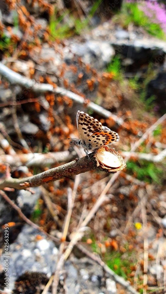 Obraz premium Butterfly 