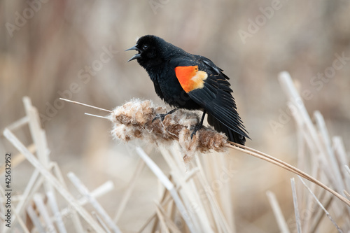 A male Red-winged Blackbird sings from atop a cattail at Rouge Beach in Scarborough, Ontario. photo